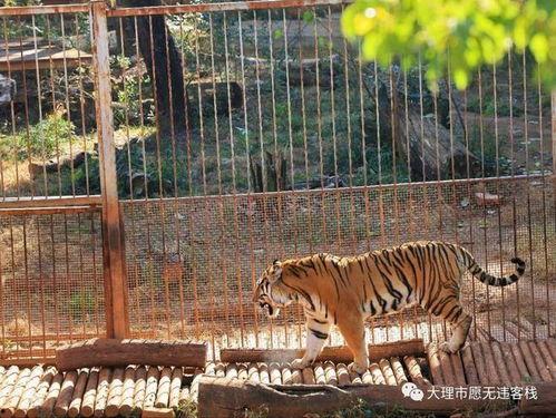 央视爆料昆明动物园视频,动物生活状况引关注  第1张