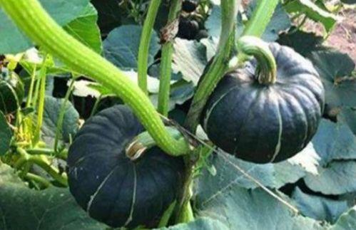 威海吃瓜网红是谁啊,她是如何成为当地热门话题的?” 第1张 威海吃瓜网红是谁啊,她是如何成为当地热门话题的?” 第1张